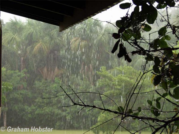 rain-forest.jpg
