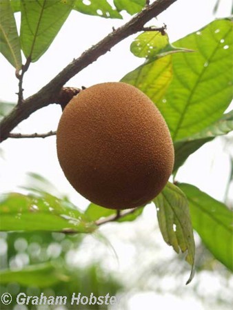 Cupwassu-fruit.jpg