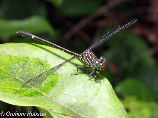Dragonfly.jpg