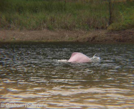 Pink-dolphin.jpg