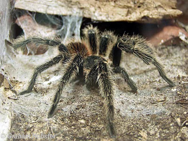 Tarantula.jpg
