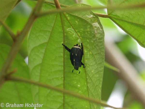 beetle-1.jpg