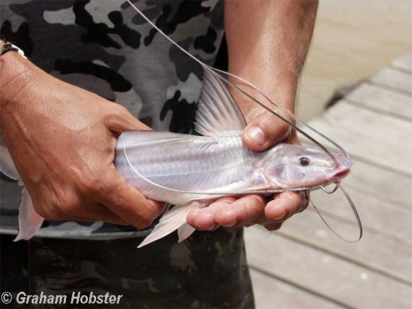 catfish.jpg