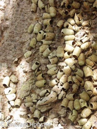 cicada-egg-cases.jpg