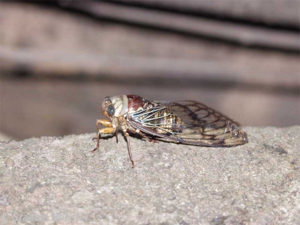 cicada.jpg