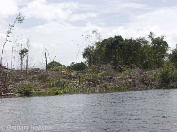 deforestation-2.jpg