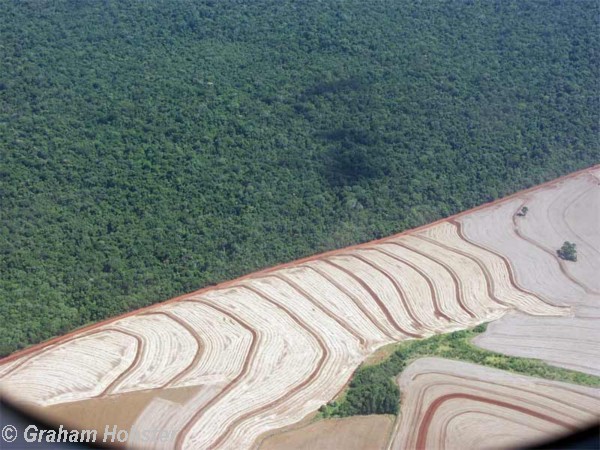 deforestation.jpg