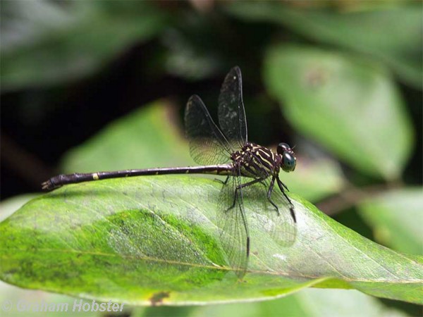 dragonfly-3.jpg