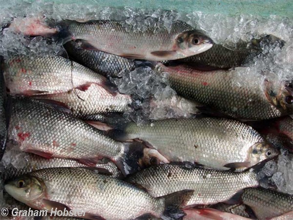 fish-catch.jpg