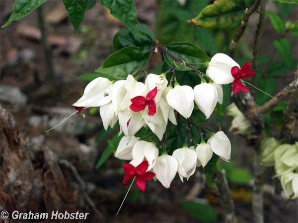 flowers-1.jpg