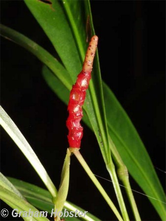 flowers-2.jpg