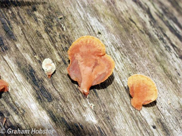 fungi-2.jpg