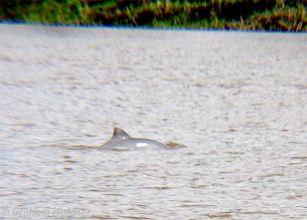 grey-dolphin.jpg