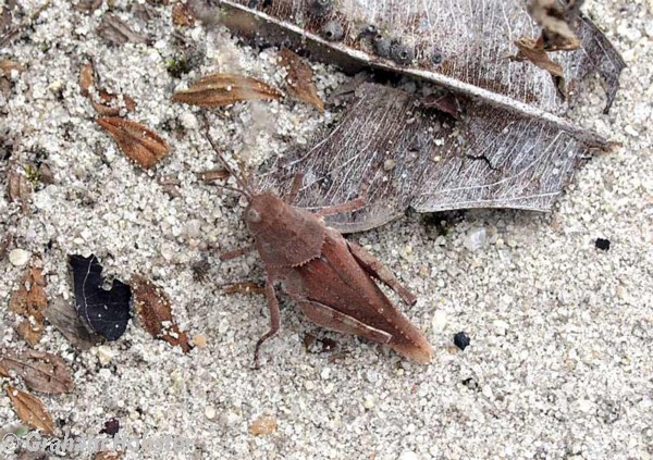 ground-cricket.jpg