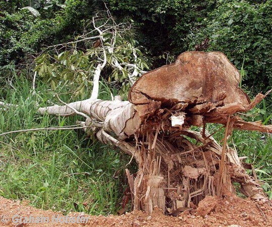 hardwood-tree.jpg