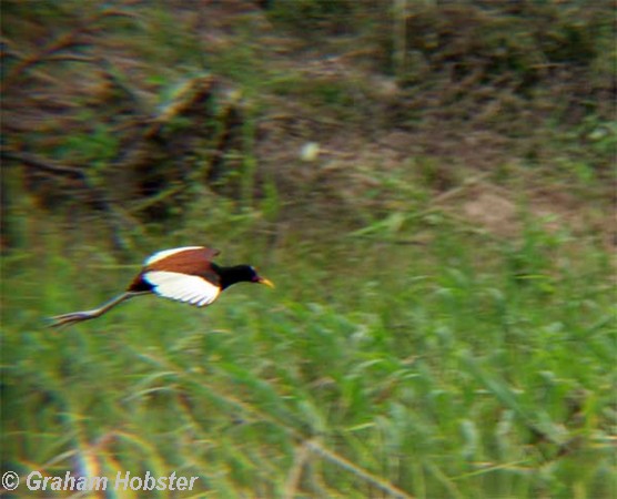 lilytrotter-flying.jpg