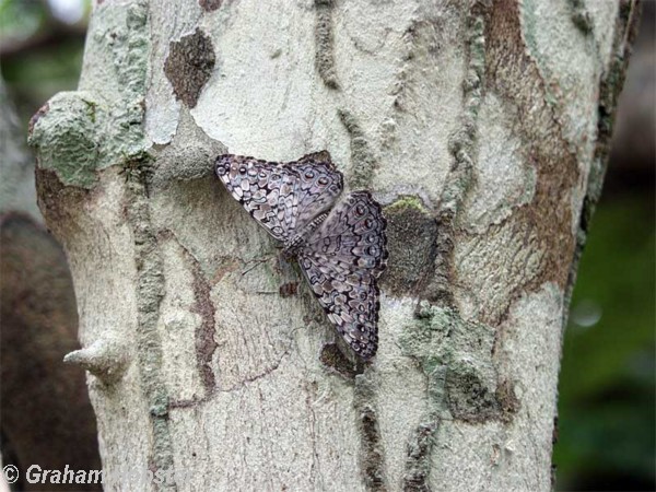 moth-1.jpg