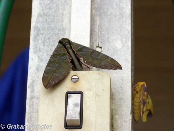 moth-3.jpg