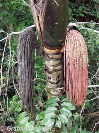 palm-racime-1.jpg