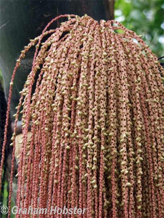 palm-racime-2.jpg
