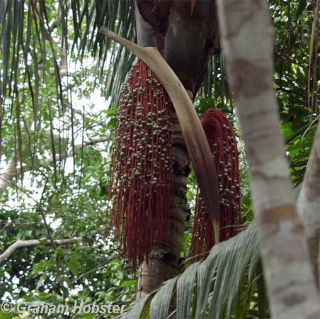 palm-racime-3.jpg