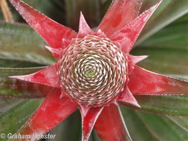 pineapple-spiral.jpg