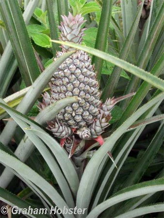 pineapple.jpg