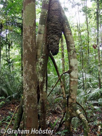 termite-nest.jpg