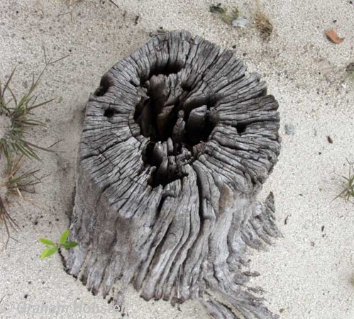 tree-pattern.jpg