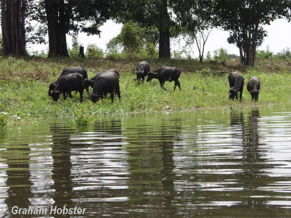 water-buffalo.jpg