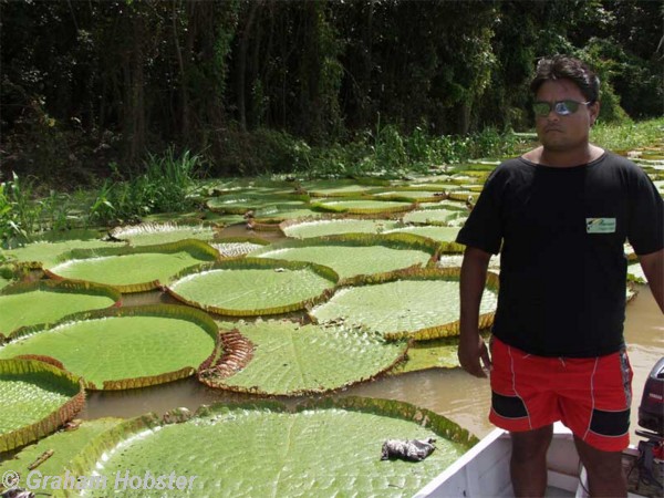 water-lilies-1.jpg