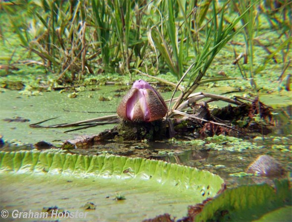 water-lilies-4.jpg
