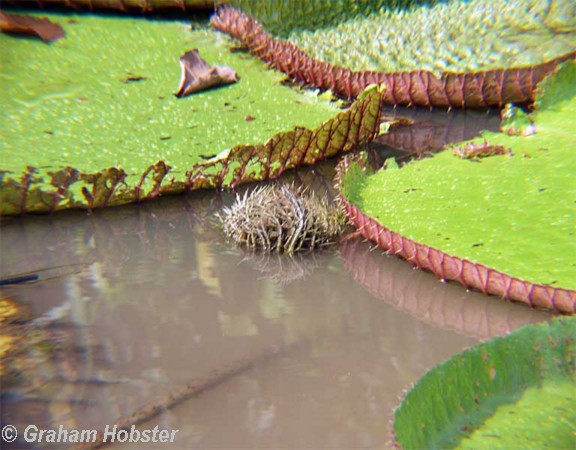 water-lilies-5.jpg
