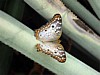 Butterfly.jpg