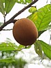 Cupwassu-fruit.jpg