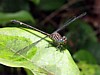 Dragonfly.jpg