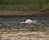 Pink-dolphin.jpg