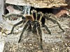 Tarantula.jpg