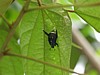 beetle-1.jpg