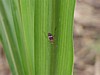 bug-on-pineapple-leaf.jpg