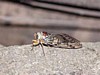 cicada.jpg