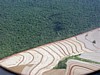 deforestation.jpg