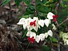 flowers-1.jpg