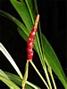 flowers-2.jpg