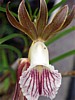 flowers-3.jpg