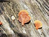 fungi-2.jpg