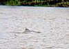 grey-dolphin.jpg
