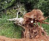 hardwood-tree.jpg