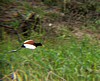 lilytrotter-flying.jpg