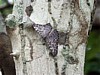 moth-1.jpg
